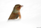 Chaffinch,Bird of Paradise.