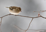 Chaffinch