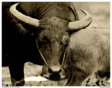 Buffalo and his Baby