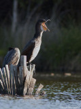 Gd CORMORAN