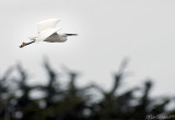 CAP COZ .Little EGRET in Flight.