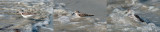MOUSTERLIN.Young Sanderling searching and slooping down