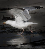 MOUSTERLIN.For the Love of the Gull