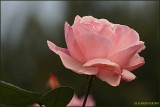 XIAN ROSA