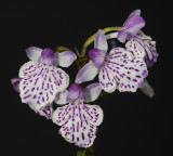 Ponerorchis graminifolia 2