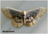 Diminutive Wave MothIdaea scintillularia #7105