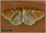 The Gem MothOrthonama obstipata #7414
