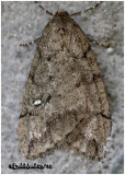 White-spotted Cankerworm MothPaleacrita merriccata #6663