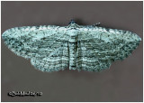 Brown Bark Carpet MothHorisme intestinata #7445