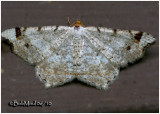 Red-headed Inchworm Macaria bisignata #6342
