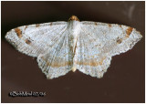 Promiscuous Angle MothMacaria promiscuata #6331