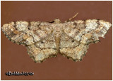 One-spotted Variant MothHypagyrtis unipunctata #6654