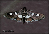 Grapeleaf Folder MothDesmia funeralis/maculalis #5159/60