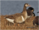 Canada Goose X ??? Hybrid