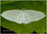 The Bad Wing MothDyspteris abortivaria #7648