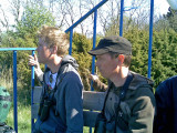 Alpine Accentor - twitchers