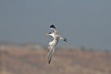 Iltärna - Lesser Crested Tern (Sterna bengalensis)
