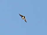 Brunstrupig backsvala - Brown-throated Sand Martin (Riparia paludicola)