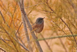 Atlassångare - Tristram's Warbler (Sylvia deserticola)