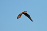 Kapuggla - African Marsh Owl (Asio capensis)