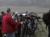 Ross gull, twitchers