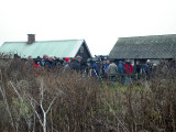 Brünnich's Guillemot, twitchers