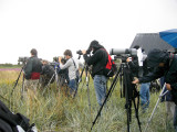 Spotted Sandpiper, twitchers in the rain