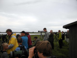 Sharp-tailed Sandpiper, twitchers