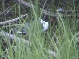 Sotvingad mås - Laughing Gull (Larus atricilla)