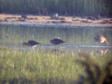 Hudsonspov - Hudsonian Godwit (Limosa haemastica)