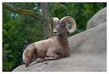 King of the Mountain