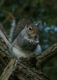 April 17 2010: Nuts About Nuts!
