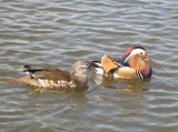 Mr and Mrs Mandarin
