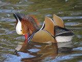 Mandarin Duck - Aix galericulata