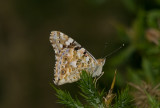 Painted Lady - Vanessa cardui