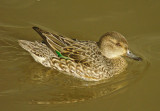Teal - Anas crecca