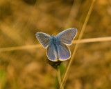 Common Blue - Polyommatus icarus