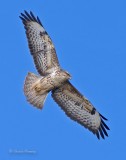 Buzzard - Buteo buteo