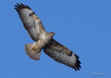 Buzzard - Buteo buteo