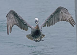Brown Pelican - Pelecanus occidentalis