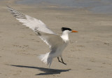 Royal Tern - Sterna maxima
