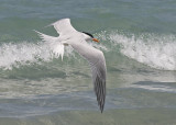 Royal Tern - Sterna maxima