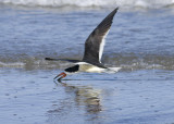 Black Skimmer - Rynchops niger