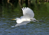 Great White Egret - Ardea alba