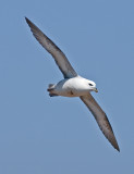 Fulmar - Fulmarus glacialis