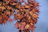 November 2007 - Tree in Olympiades 75013