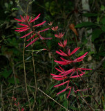 Coral Bean