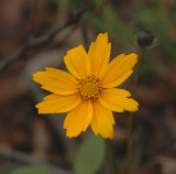 Coreopsis, Eared