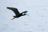 White-faced Ibis flying