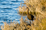 White-faced Ibis